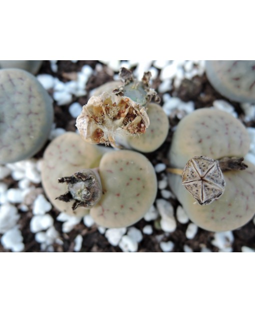 100 SEMILLAS VARIADAS DE LITHOPS