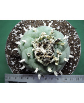 LOPHOPHORA WIILLIAMSII 15 YEARS OLD