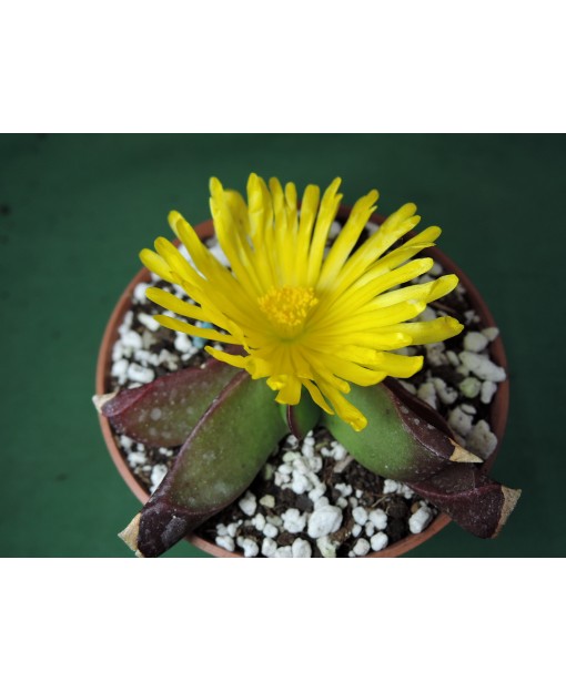 GLOTTIPHYLLUM DEPRESSUM(THE PLANT YOU SEE)