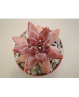 PACHYPHYTUM COMPACTUM RED TIPS