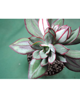 ECHEVERIA NODULOSA