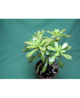 AEONIUM SEDIFOLIUM