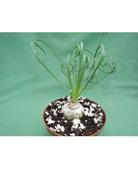 ALBUCA SPIRALIS (THE PLANT YOU SEE)