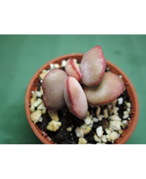 ADROMISCHUS MARIANIAE HALLII AURUS(THE PLANT YOU SEE)