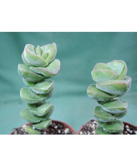 CRASSULA JADE TOWER