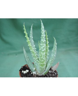 ALOE HUMILIS