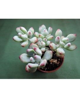SEDUM COMMIXTUM