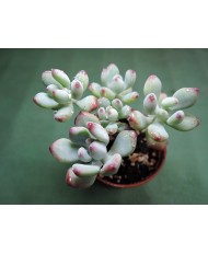 SEDUM COMMIXTUM