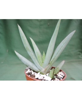 ALOE LINEATA