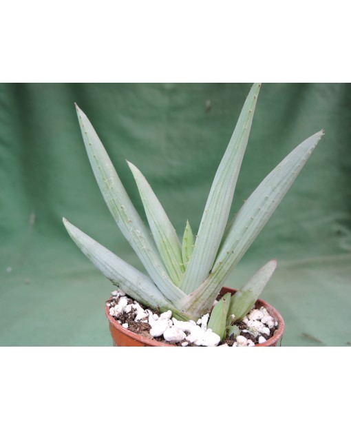 ALOE LINEATA