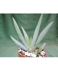 ALOE LINEATA