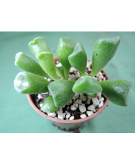 ADROMISCHUS CRISTATUS SCHOELANDII