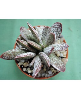 ADROMISCHUS TRIGYNUS CALICO HEART