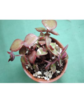 CRASSULA PELLUCIDA MARGINALIS