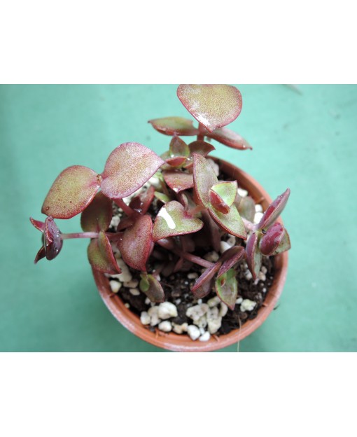 CRASSULA PELLUCIDA MARGINALIS