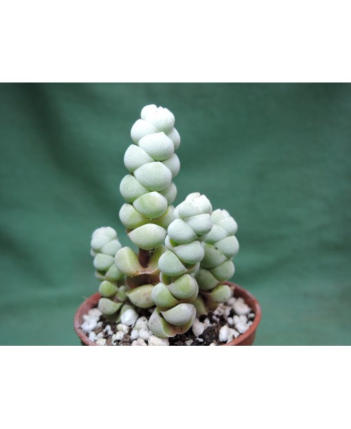CRASSULA ARTA