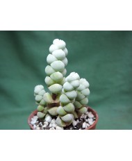CRASSULA ARTA