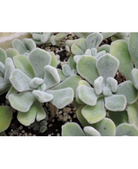 ECHEVERIA PULVINATA FROSTY