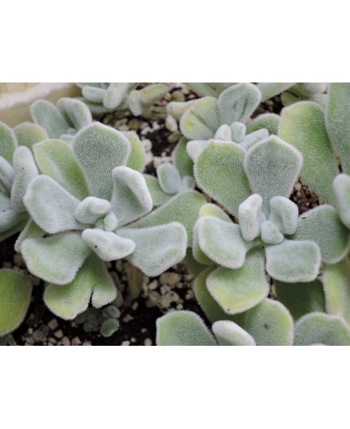 ECHEVERIA PULVINATA FROSTY