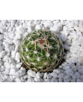 ECHINOFOSSULOCACTUS KELLERIANUS