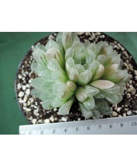 HAWORTHIA COOPERI PILIFERA VARIEGATA (THE PLANT YOU SEE)