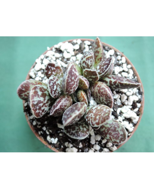 ADROMISCHUS BRYAM MAKIN (THE PLANT YOU SEE)