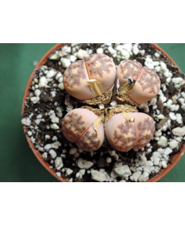 LITHOPS C300 (THE PLANT YOU SEE)