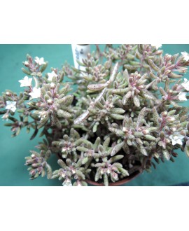 CRASSULA HUMBERTII