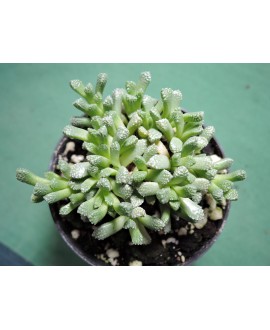 NEOHENRICIA SIBBETTII