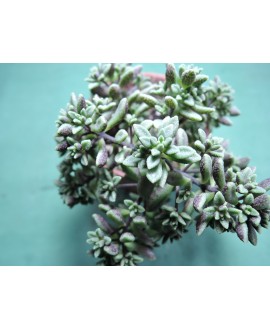 MONANTHES SUBCRASSICAULIS