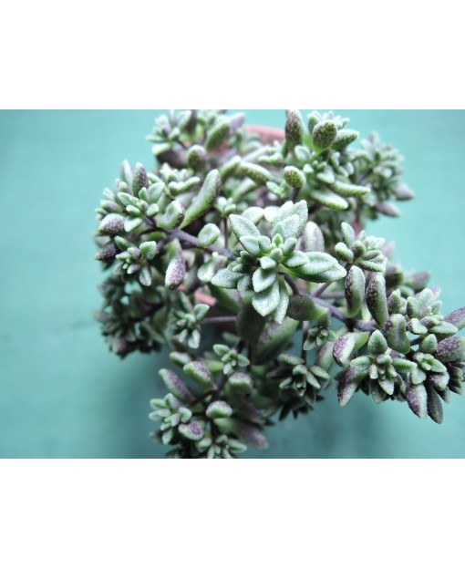 MONANTHES SUBCRASSICAULIS
