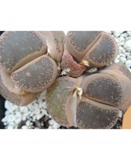 C117 L. aucampiae aucamp....
