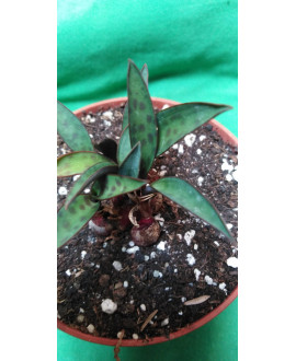 LEDEBOURIA CORIACEA 2-3 bulbos