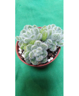 SEDUM HINTONII