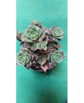 AEONIUM MASCAENSE
