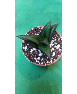 HAWORTHIA VISCOSA