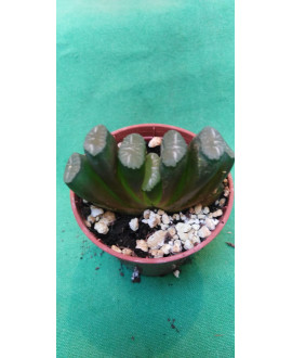 HAWORTHIA TRUNCATA