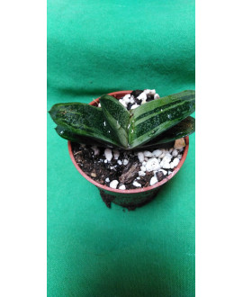 GASTERIA ARMSTRONGII HIYASI...