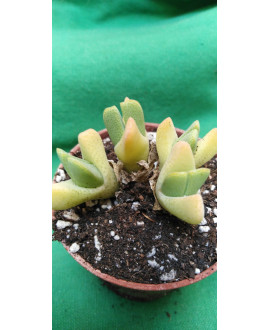 CHEIRIDOPSIS BOREALIS