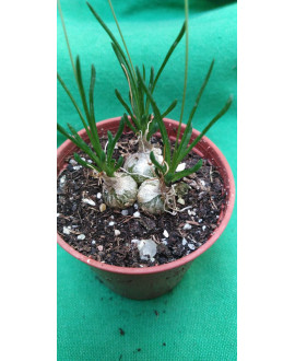 ORNITHOGALUM LITHOPSOIDES...