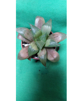 HAWORTHIA RETUSA MULTILINEATA