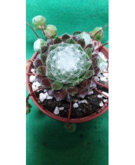 SEMPERVIVUM ARACHNOIDEUM