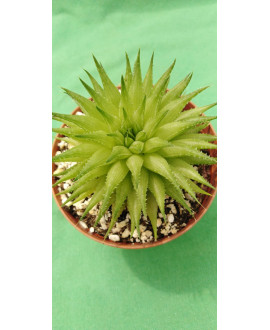 HAWORTHIA CHLORACANTHA...