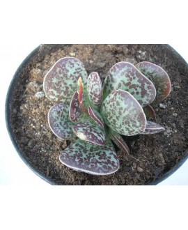 ADROMISCHUS MACULATUS