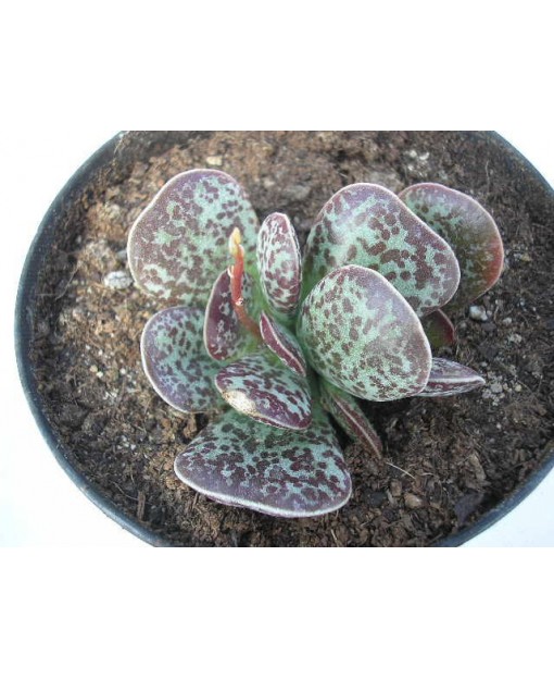 ADROMISCHUS MACULATUS