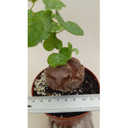 DIOSCOREA ELEPHANTIPES...