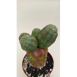 EUPHORBIA OBESA MULTIHEADS...