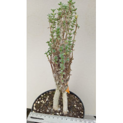 TRICHODIADEMA DENSUM (THE...