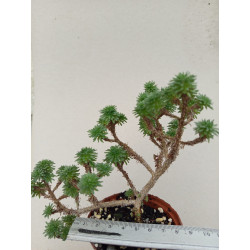 SEDUM MULTICEPS (THE PLANT...