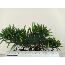 OPUNTIA SUBULATA (THE PLANT...